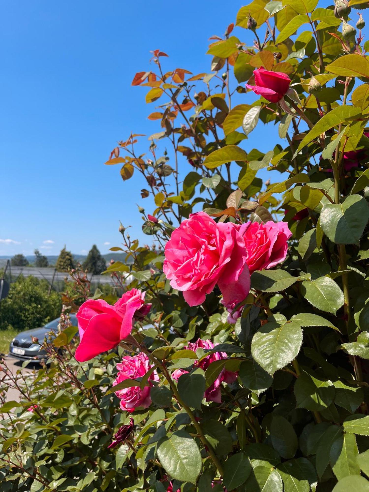 Ferienwohnungen Im Rosengarten Bodman-Ludwigshafen Zewnętrze zdjęcie