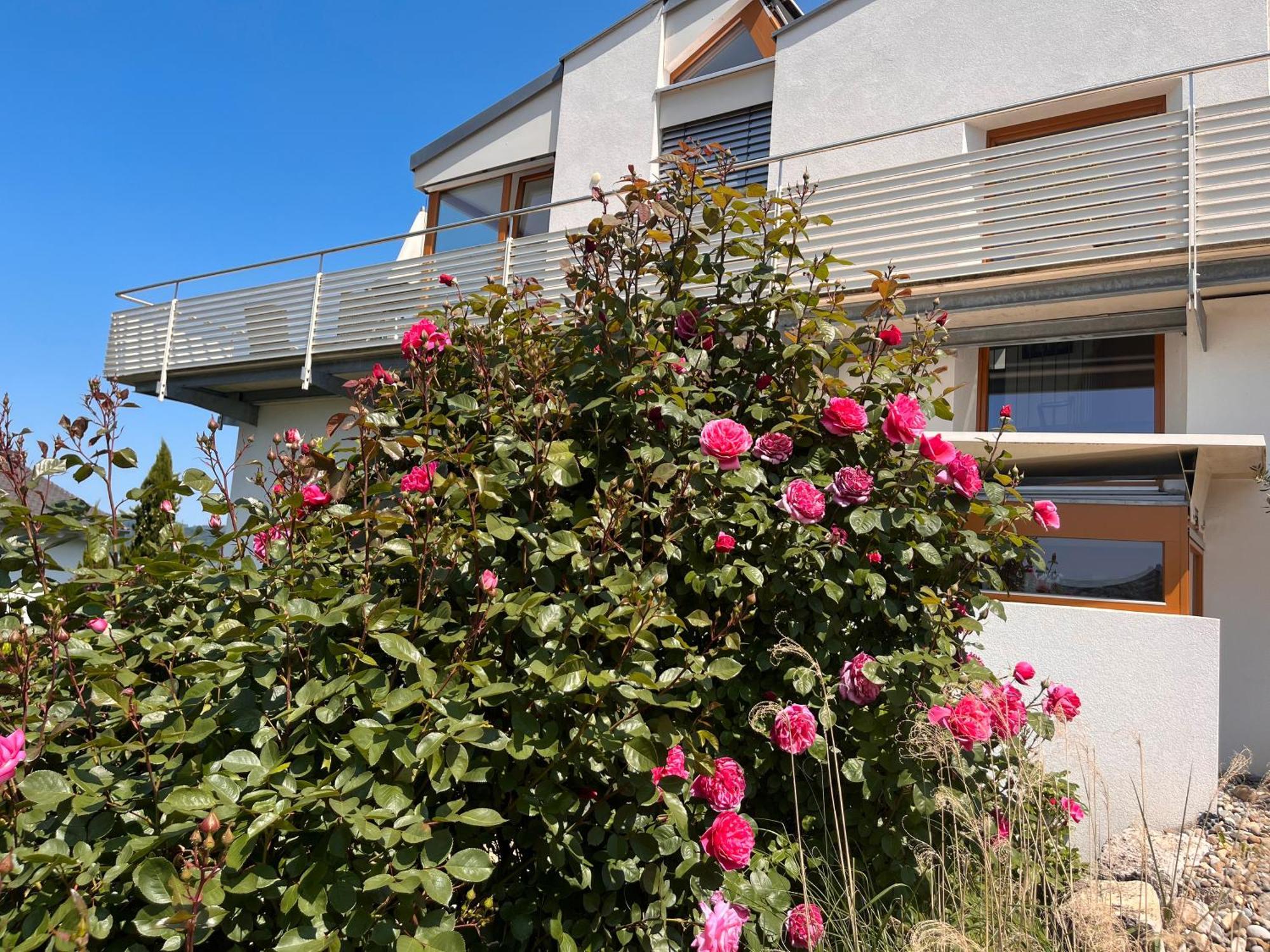 Ferienwohnungen Im Rosengarten Bodman-Ludwigshafen Zewnętrze zdjęcie